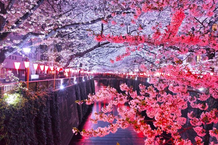 Giappone, tra antiche meraviglie e sorprendenti fioriture