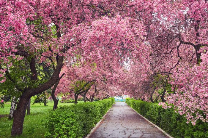 Primavera all’EUR: viaggio tra i ciliegi in fiore e il quartiere Romano